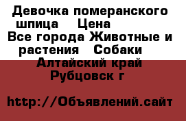 Девочка померанского шпица. › Цена ­ 40 000 - Все города Животные и растения » Собаки   . Алтайский край,Рубцовск г.